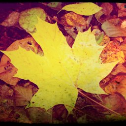 Vielleicht sogar ein Baumhaus.