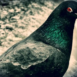 Der Mann auf der Mauer.