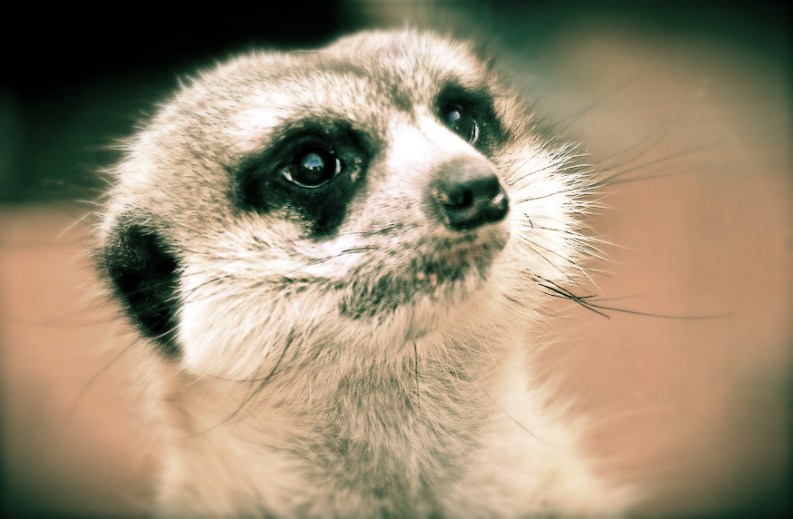 Original Photo by Maher