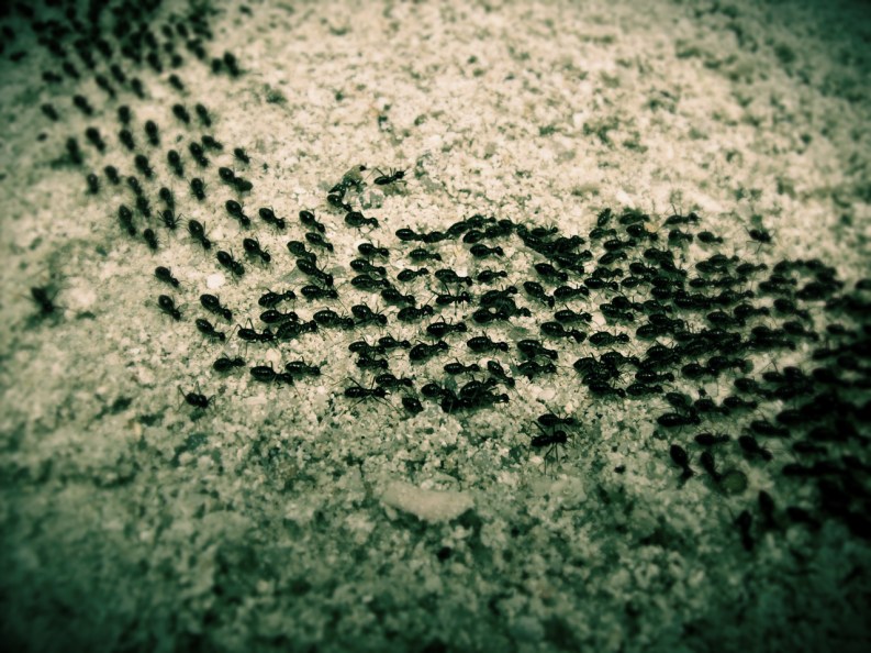 Original Photo by Safiyyah Pahad