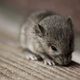 Von Mäusen und Menschen.