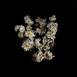 Ein gut gemeinter Satz, lieber Kurt.