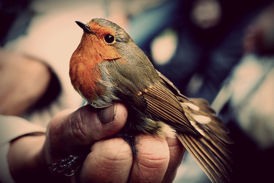 Original Photo by Josefine Jönsson