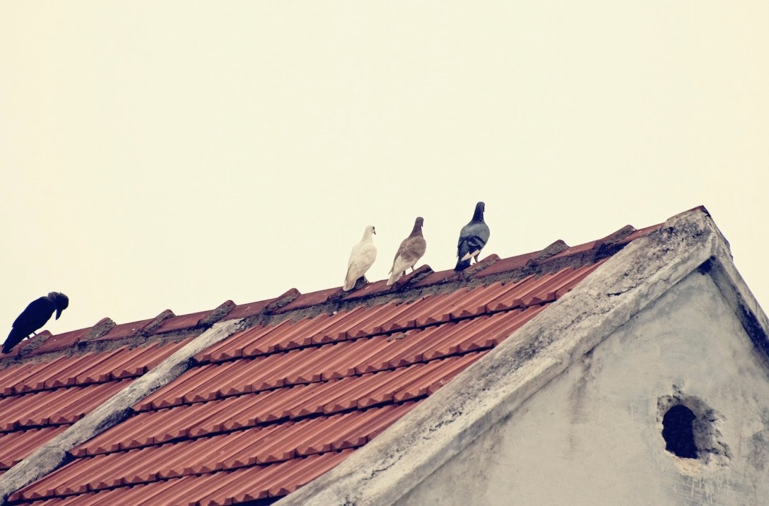 Original Photo by Prabhu B Doss (CC BY-NC-ND 2.0)