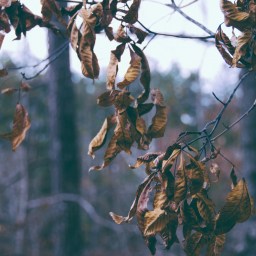 Das verlorene Schloss.