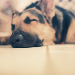 Ein möglicher Hund.