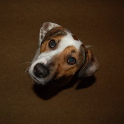 Der Hund ist nicht das Problem.